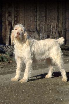 a white dog standing on top of a dirt road