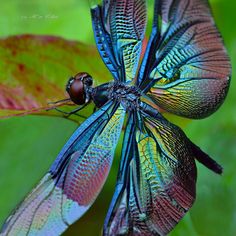 a dragonfly sitting on top of a green leaf with the words good morning my friend