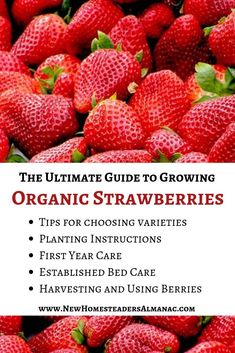 the ultimate guide to growing organic strawberries