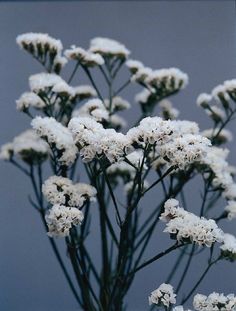 some white flowers are in a glass vase