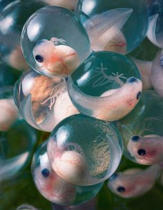 some glass balls with small animals inside them