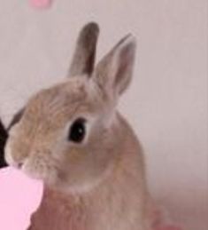 a rabbit holding a pink heart in its mouth