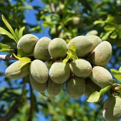 several unripe fruit hanging from a tree with green leaves and blue sky in the background