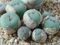 small green plants growing out of the ground in some dirt and gravel with little rocks around them