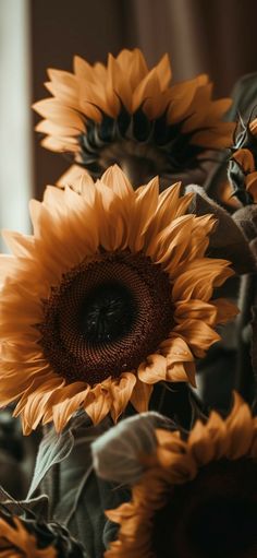 the sunflowers are still blooming in the vase