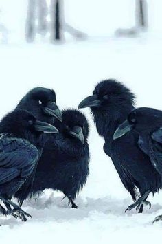 three black birds sitting on the snow covered ground with their beaks touching each other