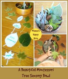 there is a collage of photos with leaves and plants in them on the table