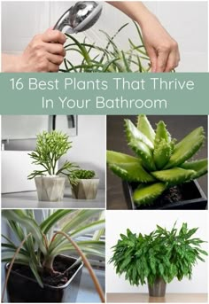 plants that have been placed in the bathroom with text overlay saying, 16 best plants that thriving in your bathroom