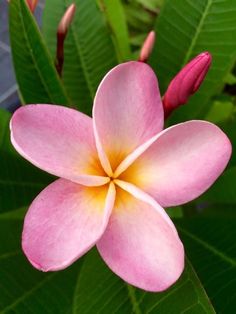 a pink flower with yellow stamens and green leaves in the backgroud