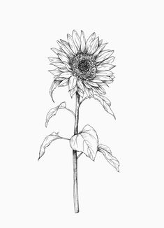 Sunflower Sketches, Sunflower Illustration, Sunflower Drawing, Illustration Tattoo, Muster Tattoos, Sunflower Tattoos, Initial Tattoo, Butterfly Tattoos, Sunflower Tattoo Design