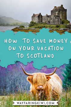 a long haired cow with the words how to save money on your vacation to scotland