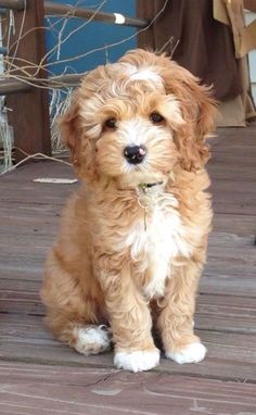 a small brown dog sitting on top of a wooden floor