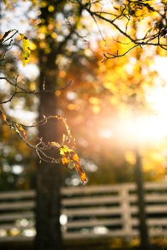 the sun shines brightly through trees in front of a white fence and some leaves