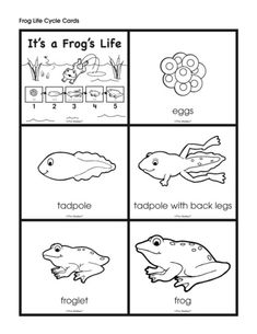 frog life cycle worksheet with pictures for kids to color and print on the page