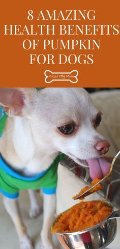 a small white dog eating out of a metal bowl with its tongue hanging out and the words 8 amazing health benefits of pumpkin for dogs