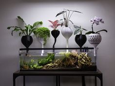 an aquarium filled with plants and rocks on top of a wooden table in front of a white wall