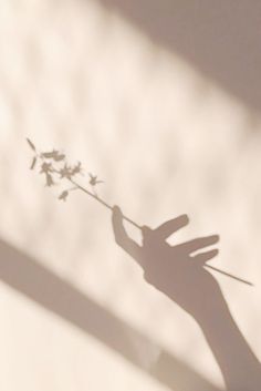 the shadow of a hand holding a flower in it's left hand, against a white wall