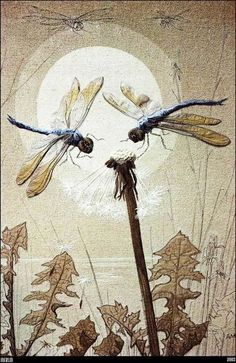 two dragonflies are flying in front of a full moon and dandelion plant