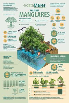 an info poster showing different types of trees