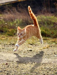 an orange and white cat is running across the dirt road with its front paws in the air