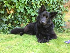 a large black dog laying on top of a lush green grass covered field next to a bush