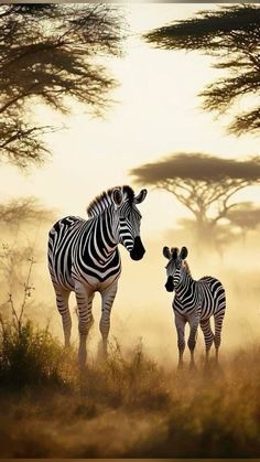 two zebras are standing in the grass near trees