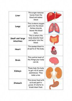 the human body and its organs worksheet for kids to learn how to read