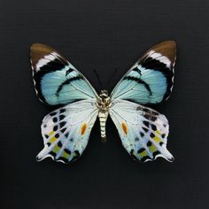 a blue and brown butterfly sitting on top of a black surface