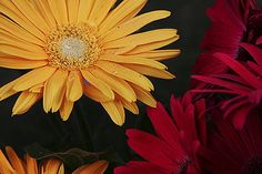 three different colored flowers with water droplets on them