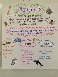 Mammal Anchor Chart! We just created this last week, the students did the research to discover what to add! :) Anchor Card, Classifying Animals, Animal Report, Science Anchor Charts, 1st Grade Science, First Grade Science