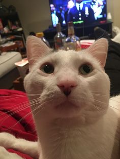 a white cat sitting on top of a bed in front of a flat screen tv