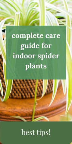 spider plant in a pot Spider Plant Care Indoor, Spider Plant Benefits, Spider Plant Care, Brown Tips, Plant Benefits, Spider Plant, Plant Book