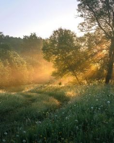 the sun shines through the trees and grass in an open field with wildflowers