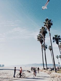 people walking and riding bikes on the beach with palm trees in the foreground, while a seagull flies overhead