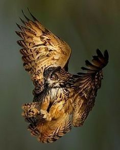 an owl flying through the air with its wings spread