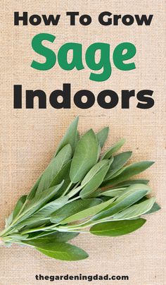 the title for how to grow sage indoors