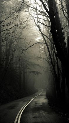 an empty road surrounded by trees and fog