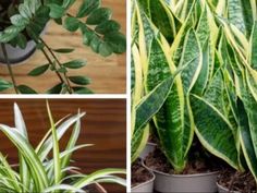 four different types of plants with green leaves