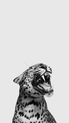 a black and white photo of a cheetah yawning with its mouth open