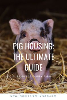 a pig sitting on top of hay with the words pig housing the ultimate guide in front of it