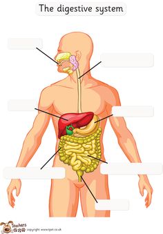 diagram of the human body organs and their major parts labeled in text on a white background