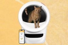 an orange cat sitting in a white litter box