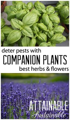 some plants and flowers with the words, better pests with companion plants best herbs & flowers