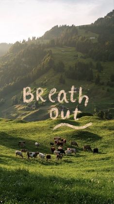 the words breath out are written over cows in a green field with mountains in the background