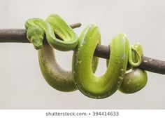 a green snake is curled up on a branch