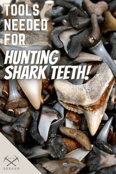 tools for hunting shark teeth fossils Fossil Hunting, Rock Hunting, Hunting Tools, Essential Tools, Shark Teeth, Rock Hounding, Sharks, Fossil, Hunting