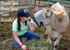 a woman kneeling down next to a cow in a pen with the caption should you name your farm animals?