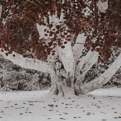 a large tree with lots of leaves in the snow