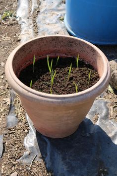 a potted plant that is sitting on the ground