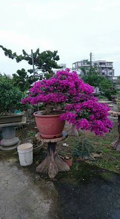 a potted plant sitting on top of a tree stump next to a garden bench